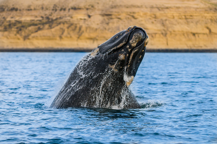 Whale in Patagonia